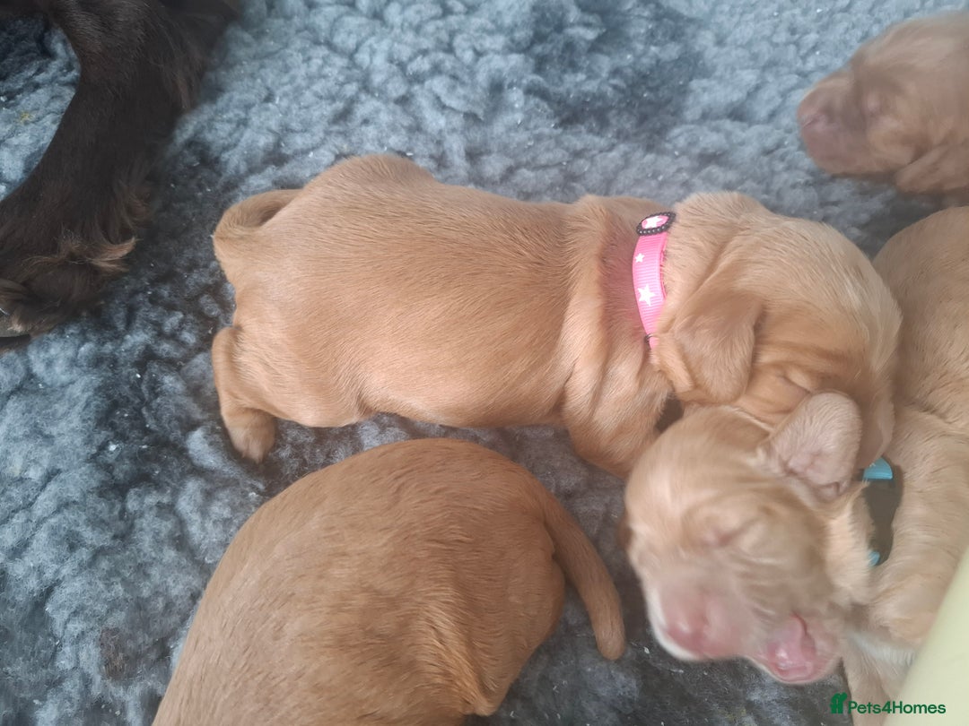 Cocker Spaniel dogs for sale: Working Cocker Spaniel Pups parents DNA tested - Image 9