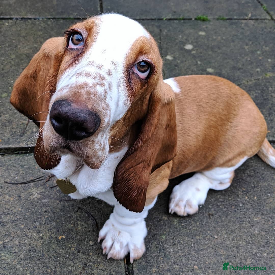 Basset Hound dogs for sale: Basset Hound Girl - Image 3