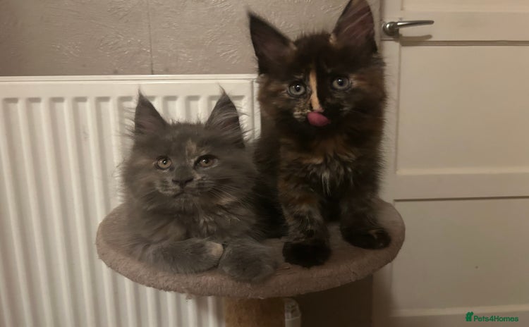 Maine Coon cats - Advert 5