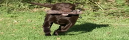 Labrador Retriever dogs for sale: Exceptional KC Reg Chocolate Labrador Puppies  - Advert 20