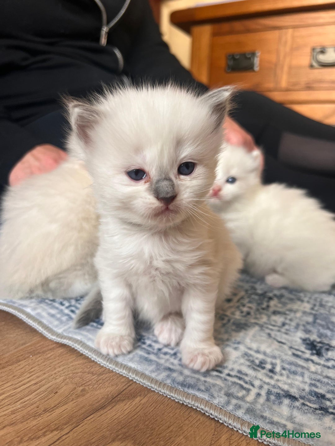 Ragdoll cats for sale: Beautiful Ragdoll Kittens GCCF registered  - Image 14