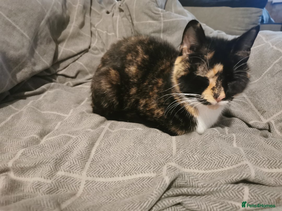 Mixed Breed cats for sale: 1 black and 2 ginger kittens  - Advert 2