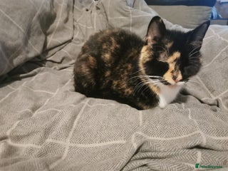 Mixed Breed cats 1 black male - Advert 12