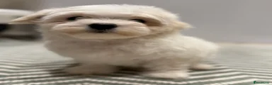 Maltese Puppy 4