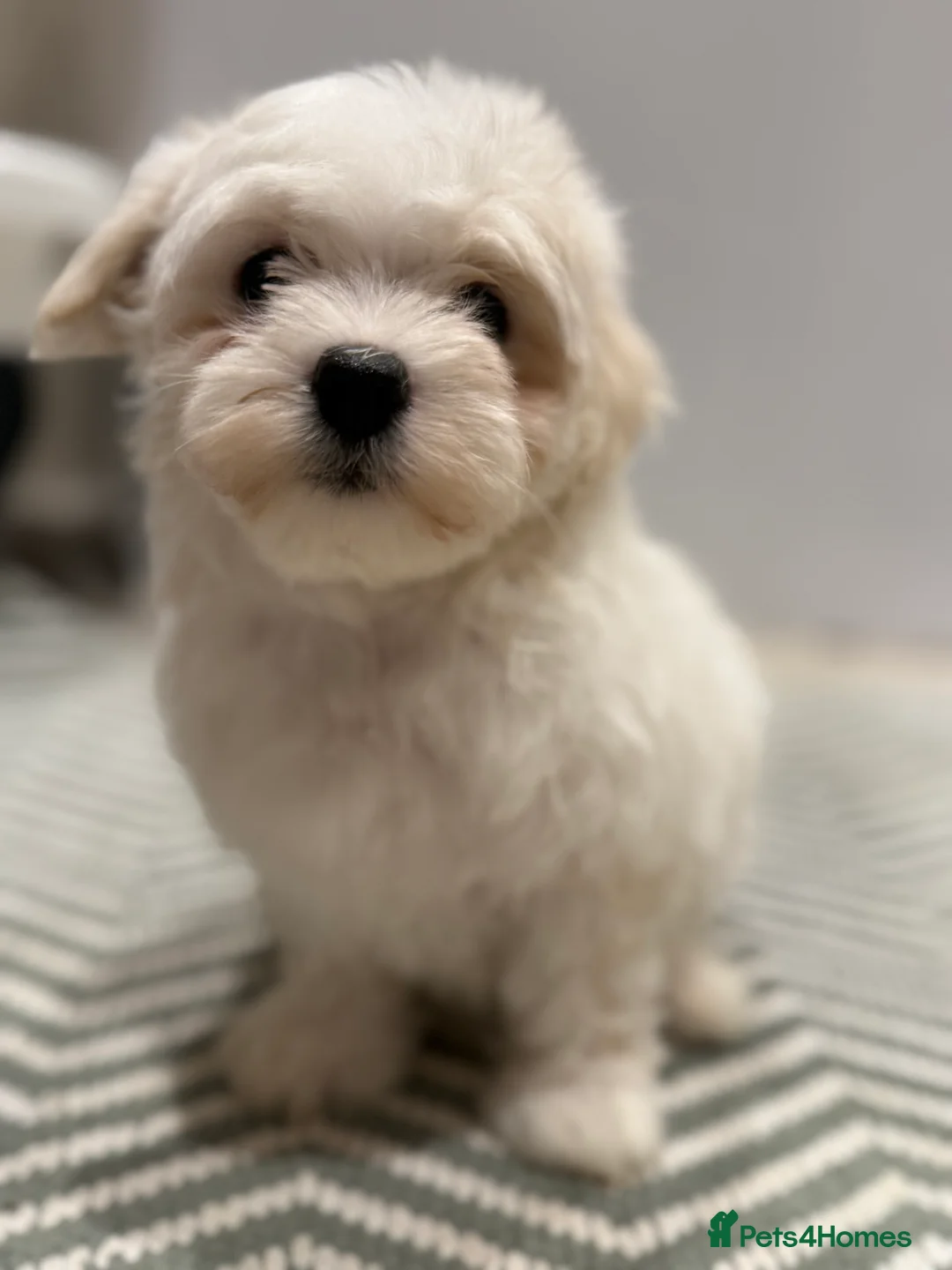 Maltese dogs for sale: Maltese puppies ready for new homes! 🐶 - Advert 2