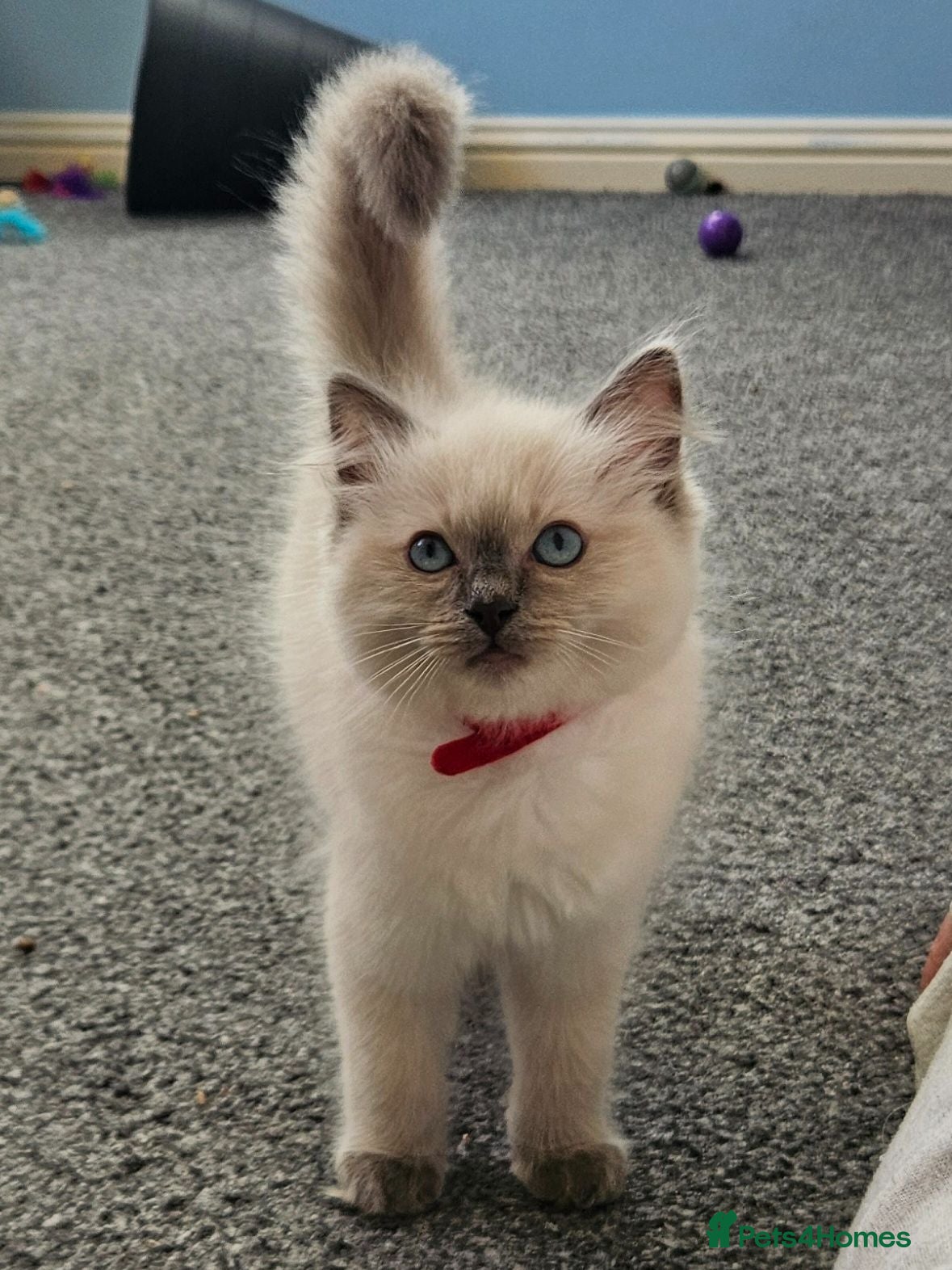 Ragdoll cats ❤️Beautiful RAGDOLL KITTEN ❤️ - Advert 4