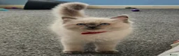 Ragdoll cats for sale: ❤️Beautiful RAGDOLL KITTEN ❤️ - Advert 13