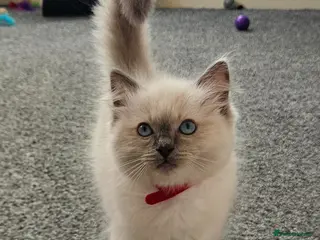 Ragdoll cats ❤️Beautiful RAGDOLL KITTEN ❤️ - Advert 4