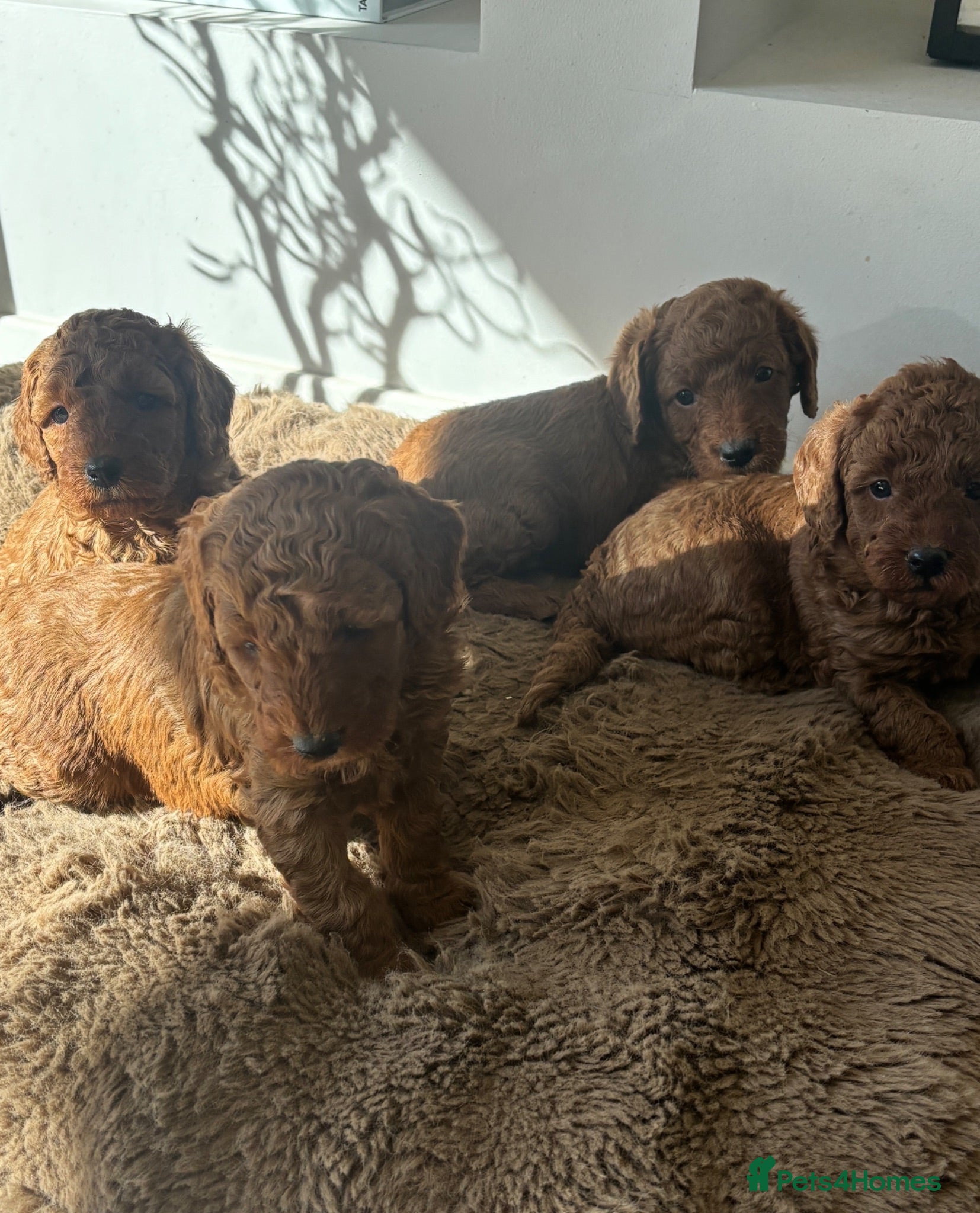 Labradoodle dogs Curly red Labradoodle F1b - Advert 1