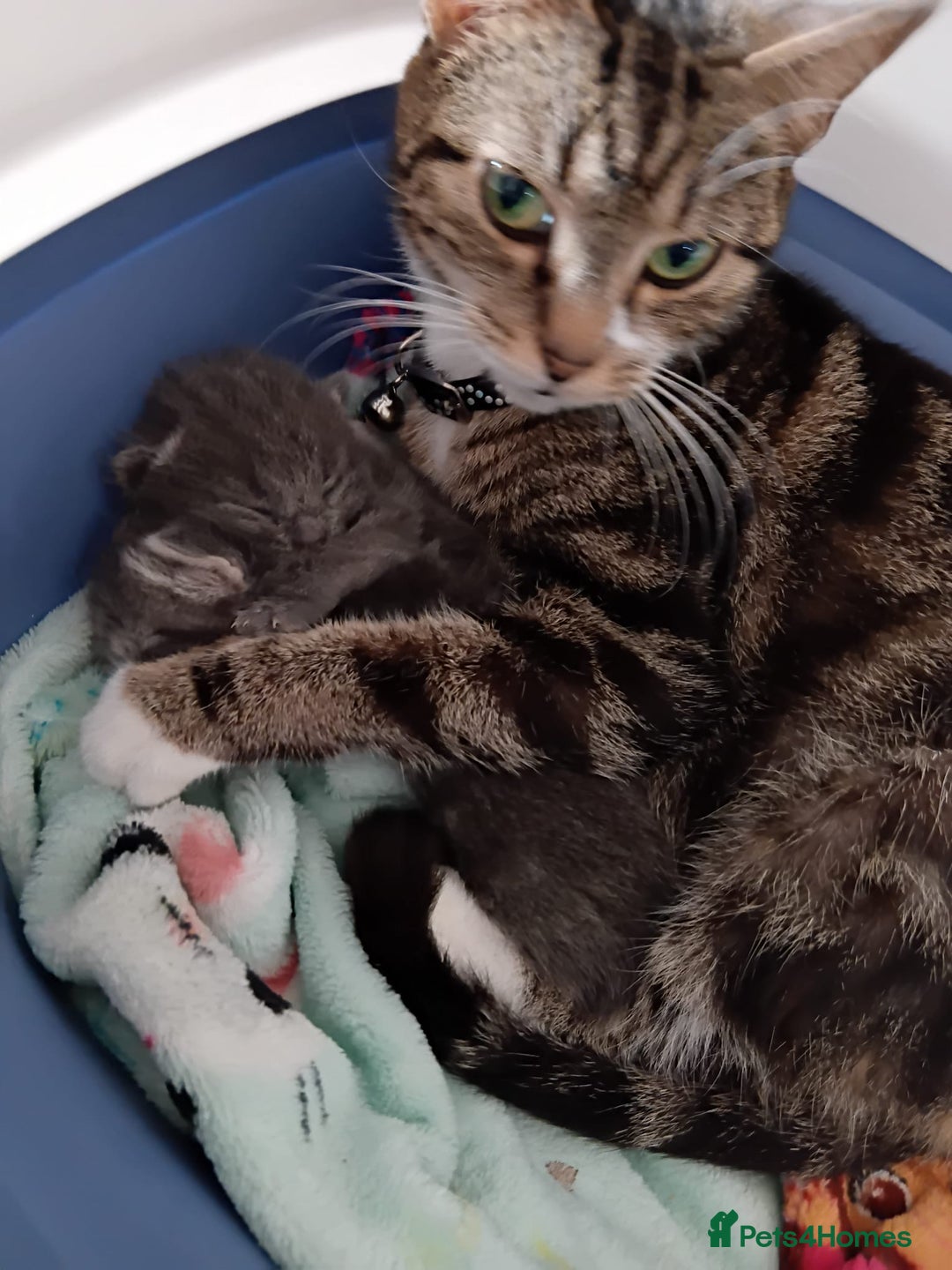 Mixed Breed cats for sale: 3 Blue British shorthair and Mancoon mixed kittens - Advert 5