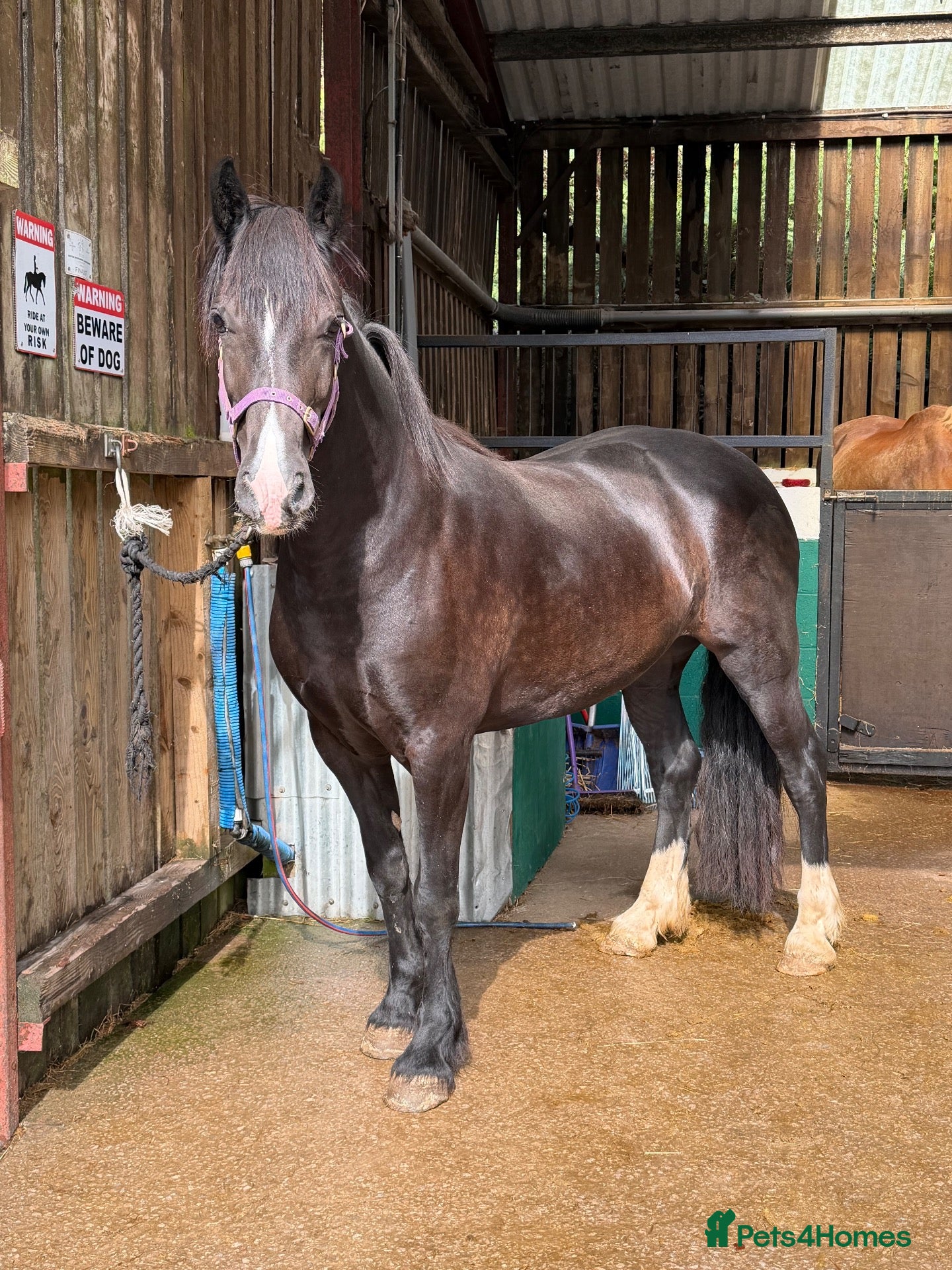 Welsh Section D horses Classy quality bred Welsh Mare  - Advert 13