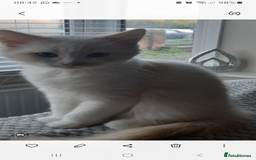 Ragdoll cats for sale: Ragdoll kitten - Image 5