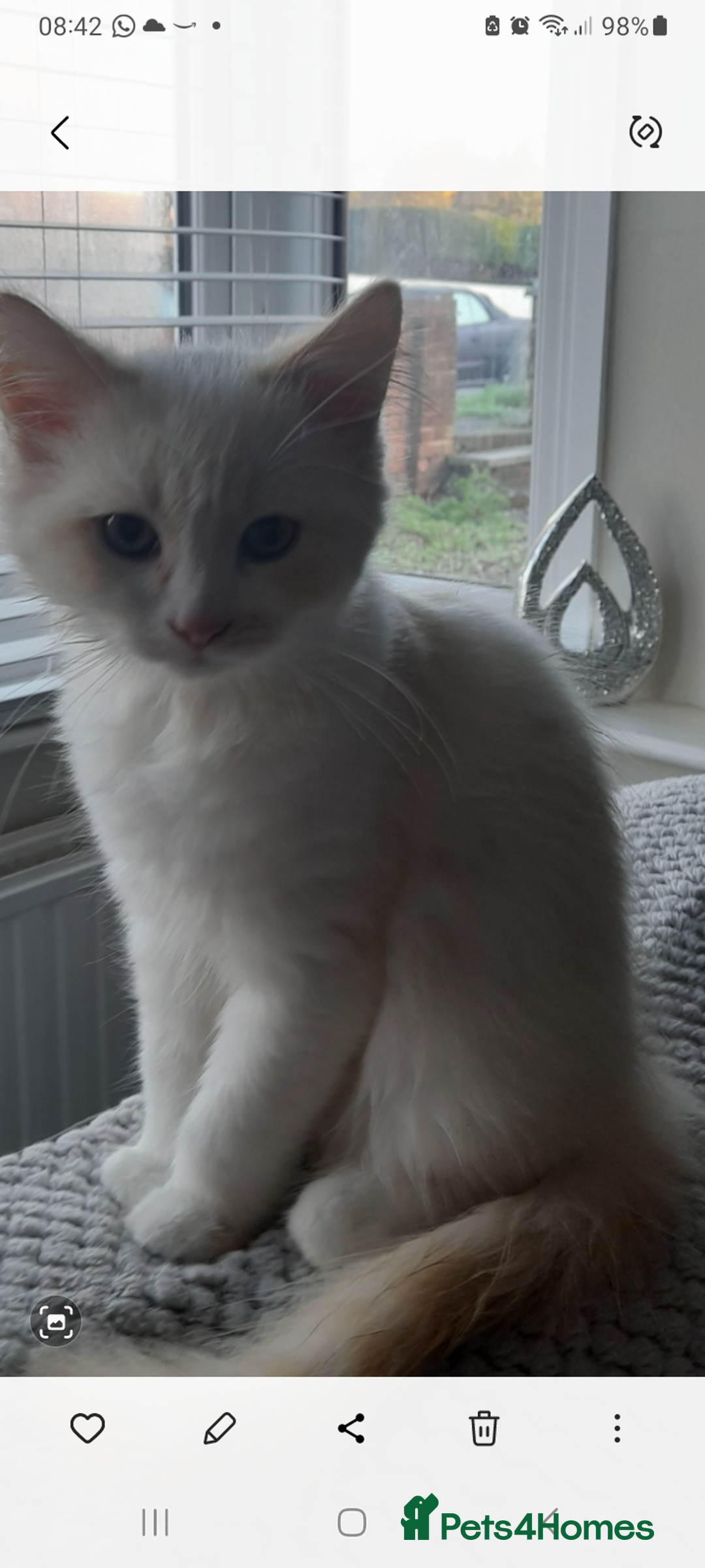 Ragdoll cats for sale: Ragdoll kitten - Image 5