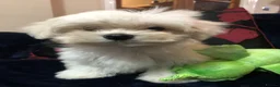 Mixed Breed dogs for sale: shihtzu / bichon x maltese  - Advert 22