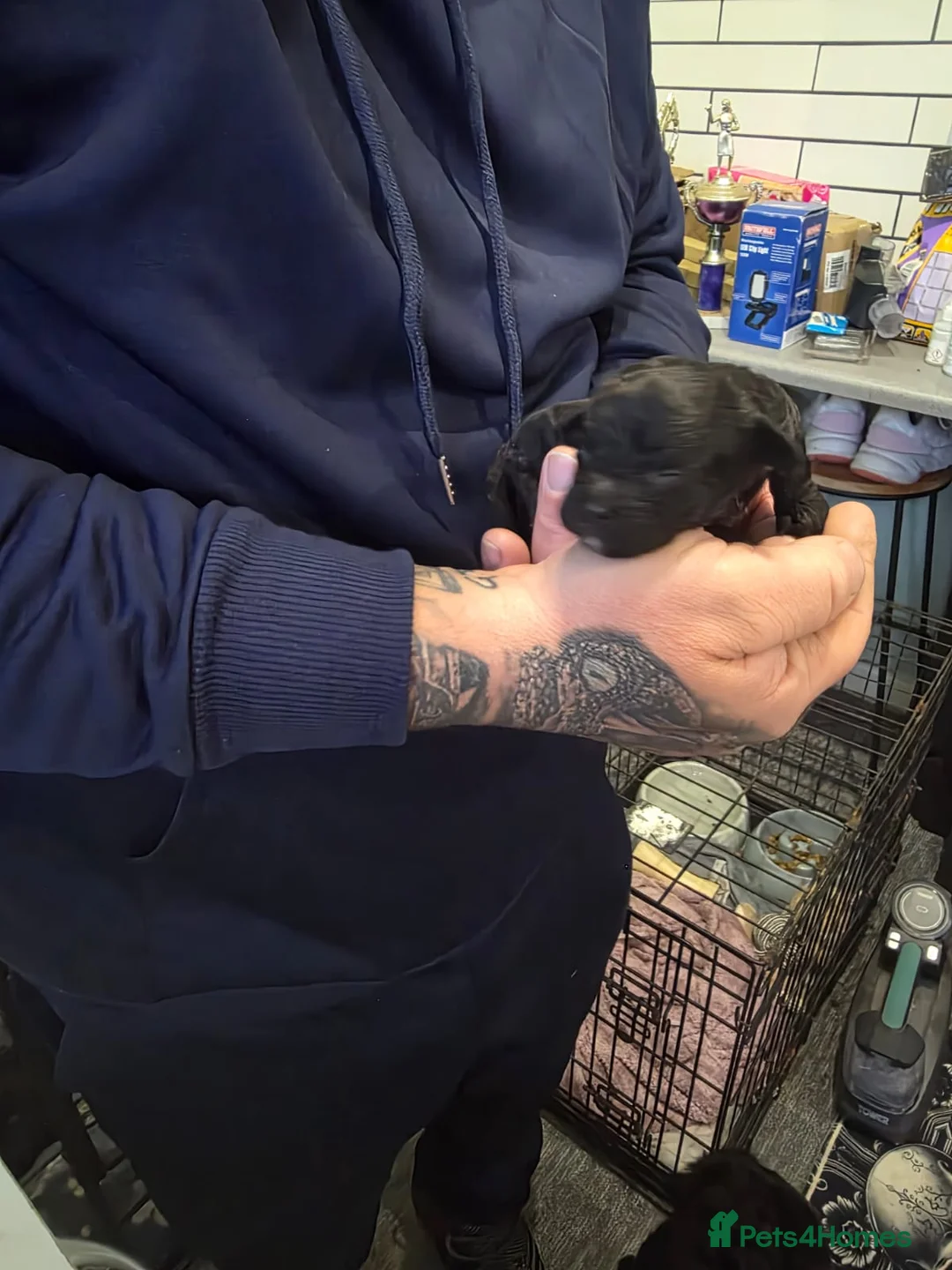 Shihpoo dogs for sale: Shihpoo puppies in Bury - Advert 2