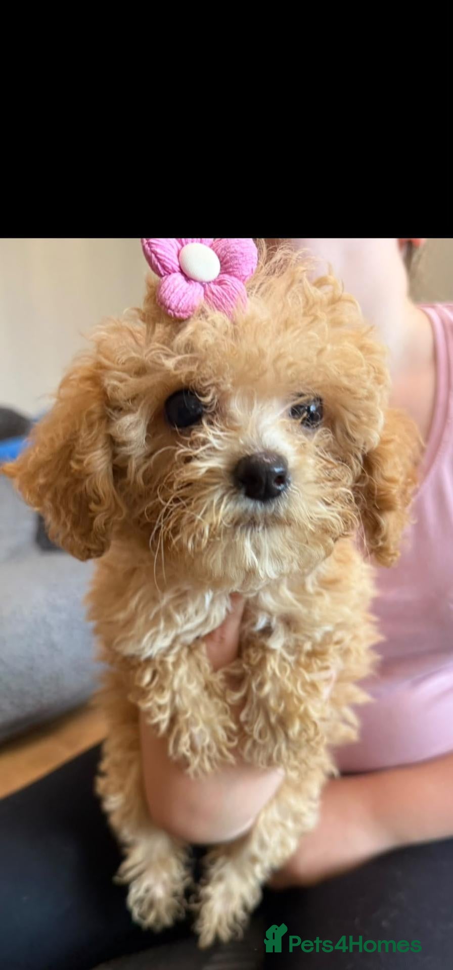 Poochon dogs Beautiful Toy Poochon Puppies  - Advert 2