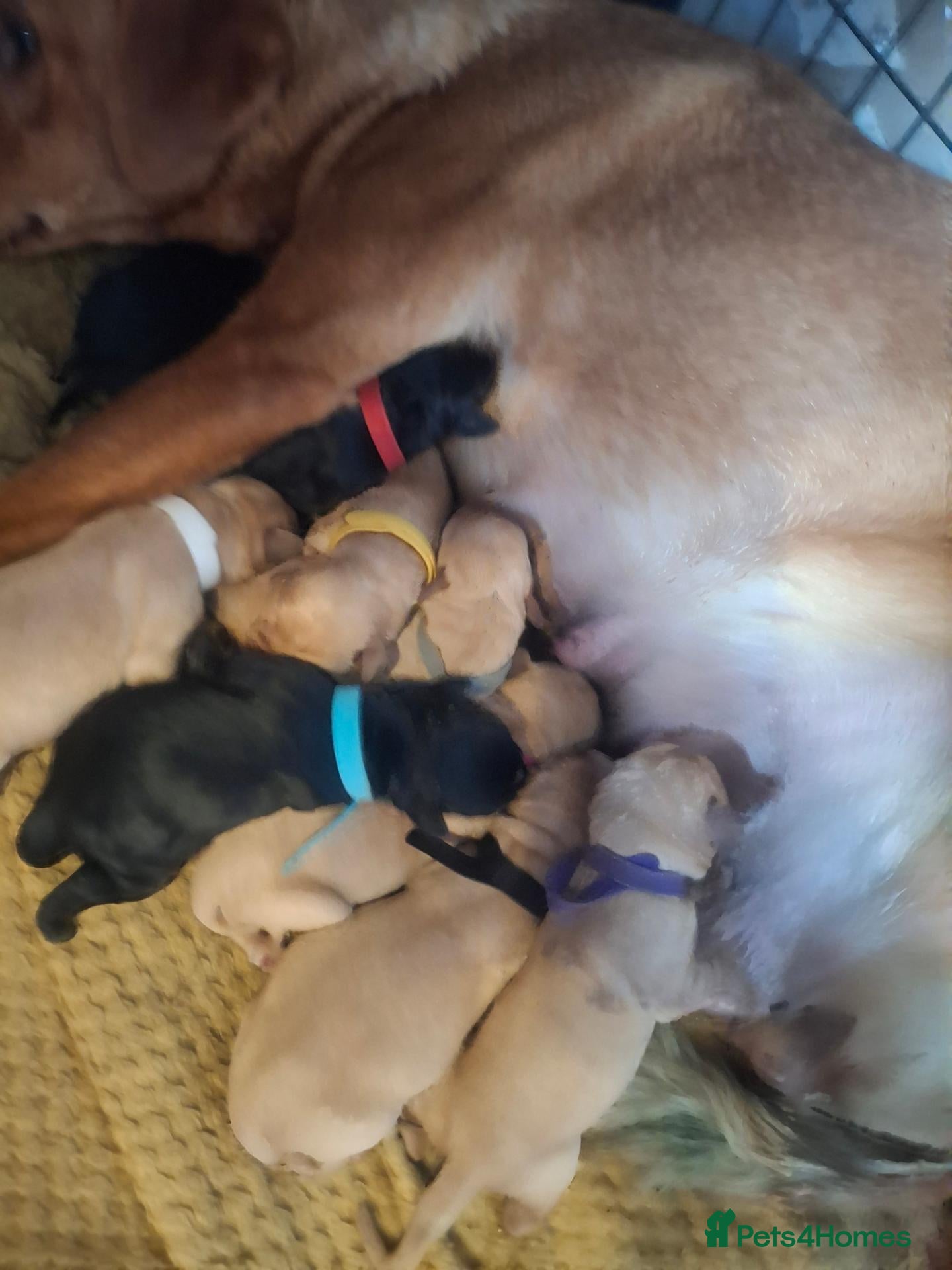 Labrador Retriever dogs labrador pups - Advert 16