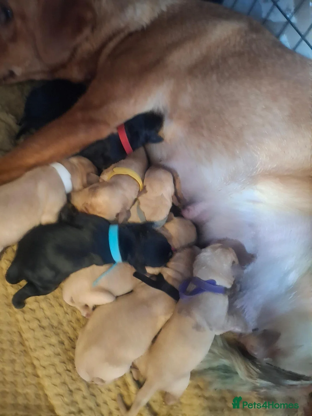 Labrador Retriever dogs for sale: labrador pups - Advert 1