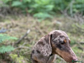 Miniature Dachshund dogs Winston - Advert 6