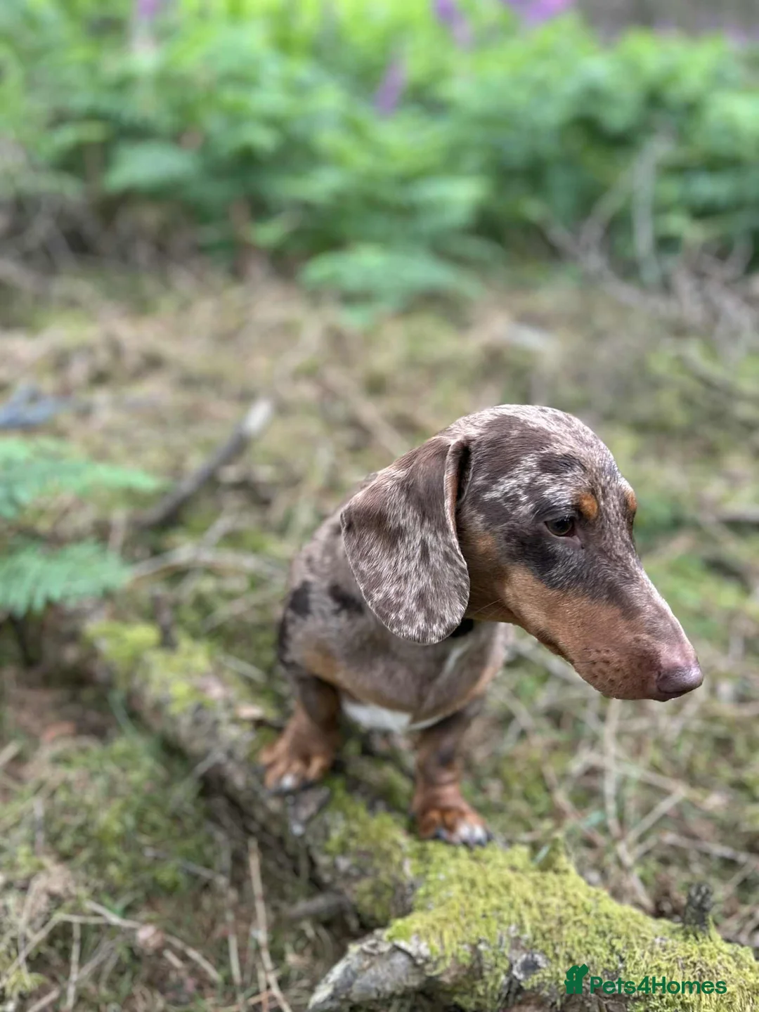 Miniature Dachshund dogs for stud: Winston  - Advert 1