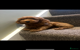 Cockapoo dogs for sale: Female F2 Cockapoos  - Image 1