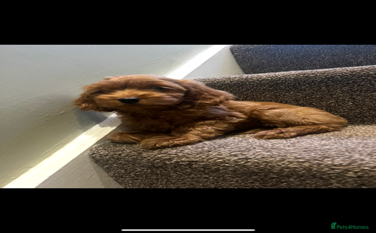 Cockapoo dogs - Advert 8
