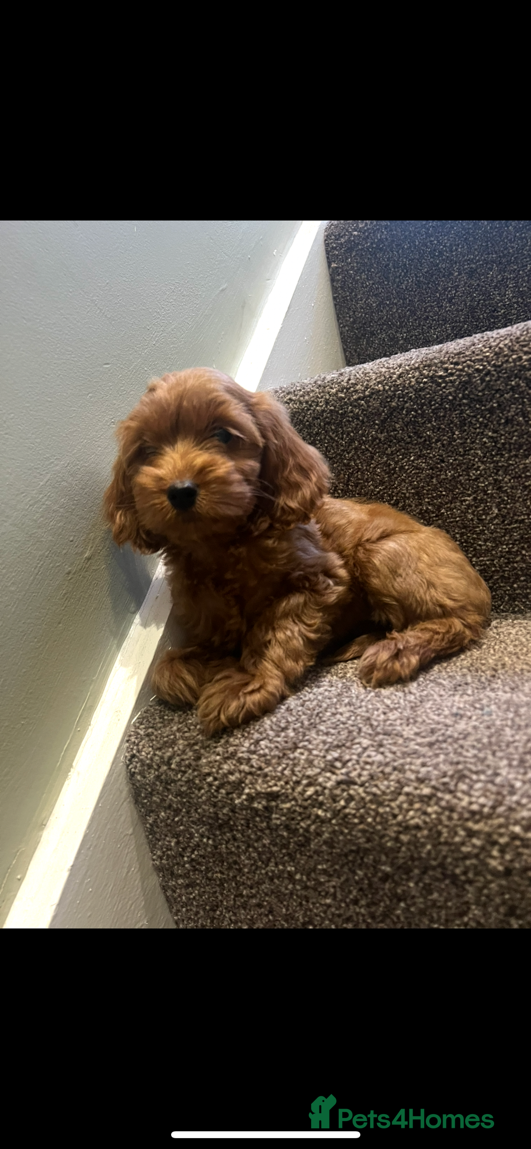 Cockapoo dogs for sale: Female F2 Cockapoos  - Image 1