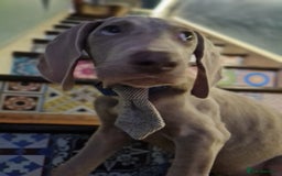 Weimaraner dogs for sale: Beautiful boy and girl looking for homes - Image 7
