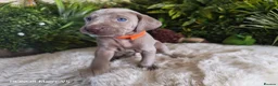 Weimaraner dogs for sale: ✨KC Weimaraner REDUCED GOING AWAY✨ - Advert 16