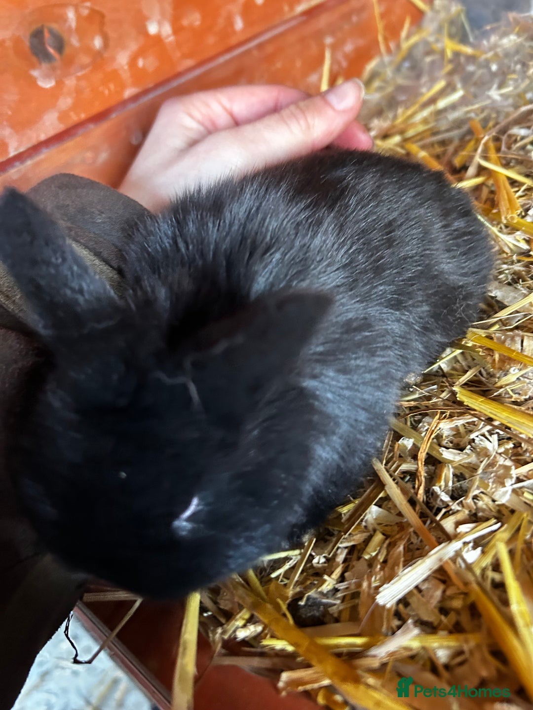 Mixed Breed rabbits for sale: Mini lop x lop - Advert 6