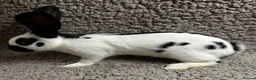 Continental Giant rabbits for sale: Georgeus Giant Papillon Babies - Advert 6