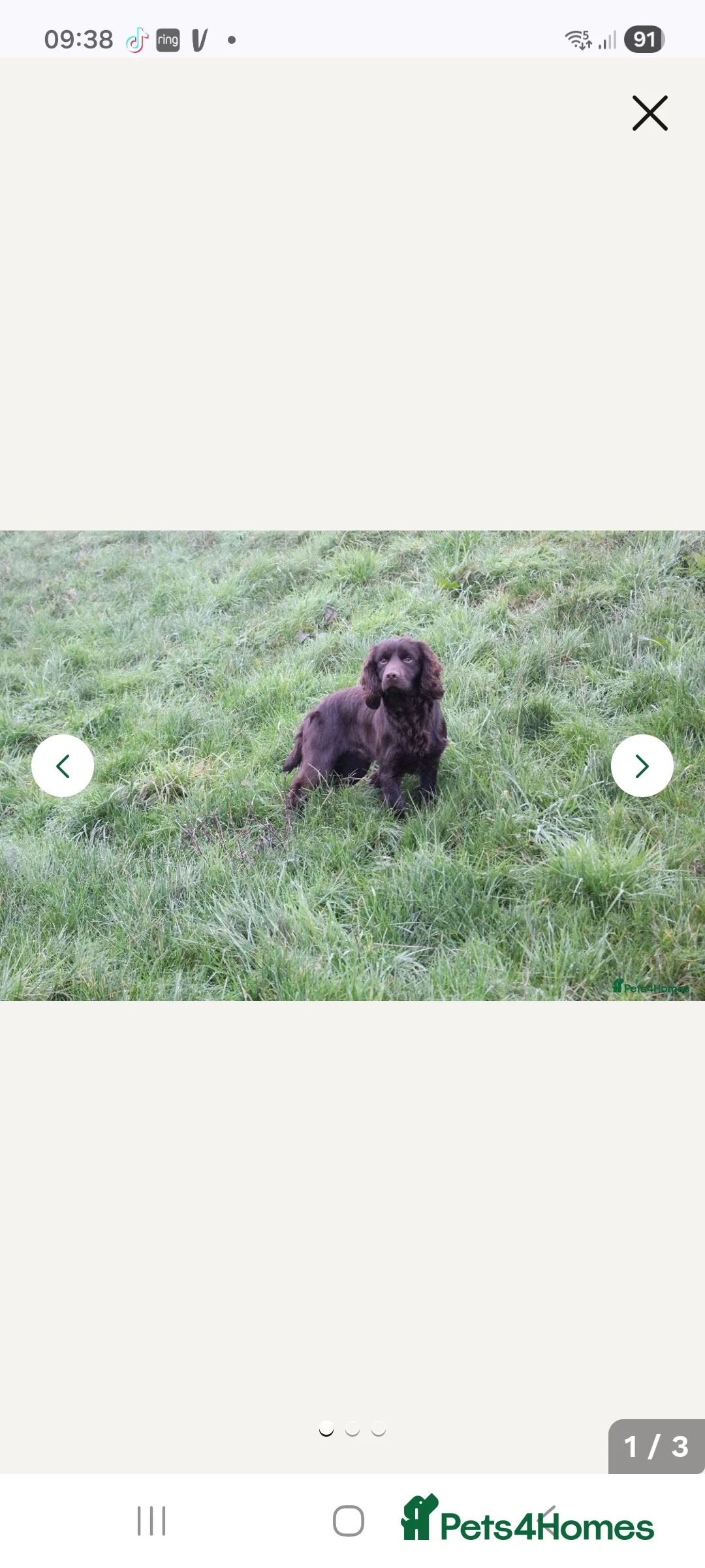 Cocker Spaniel dogs for sale: Working cocker spaniel puppies - Advert 4