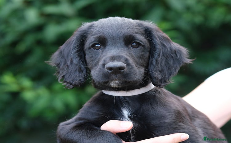 Cocker Spaniel dogs - Advert 16