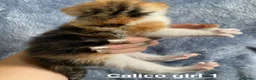 American Shorthair cats for sale: Beautiful litter  - Advert 9