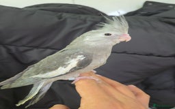 Cockatiels birds for sale: Silly hand tamed baby cockatiels for sale  - Advert 9