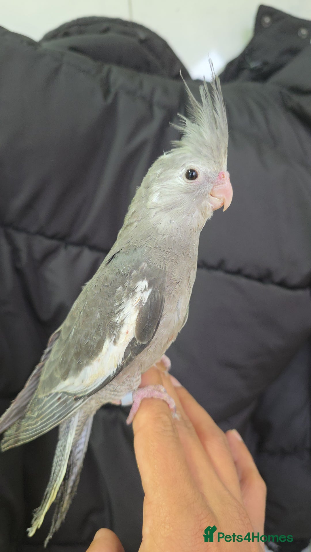 Cockatiels birds for sale: Silly hand tamed baby cockatiels for sale  - Advert 9