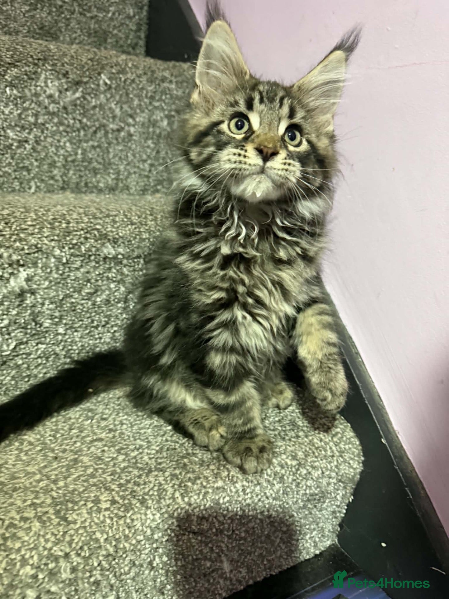 Maine Coon cats Stunning TICA registered Maine coon kittens 3 left - Advert 6
