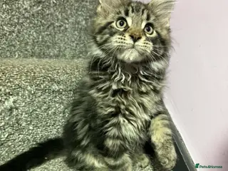 Maine Coon cats Stunning TICA registered Maine coon kittens 3 left - Advert 6