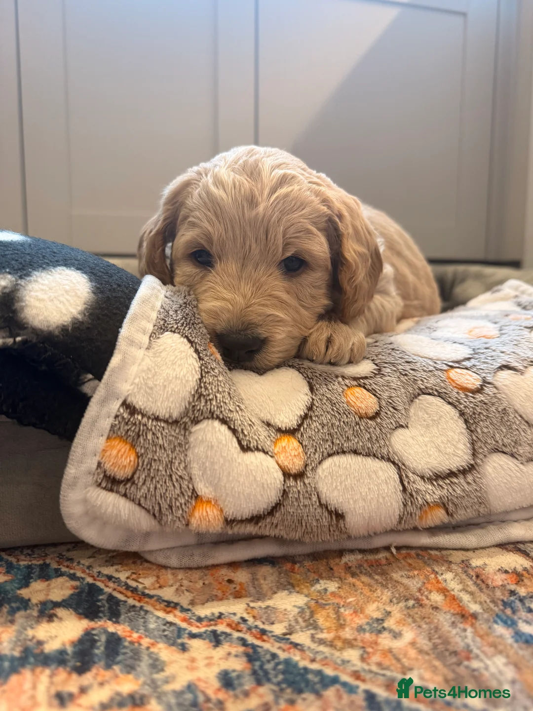 Labradoodle dogs for sale: Beautiful Labradoodle Puppies Available 🐾 - Advert 10
