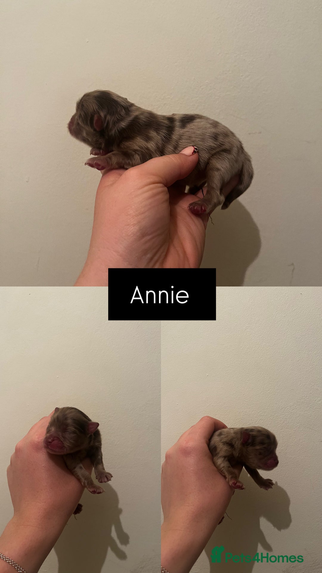 Pomeranian dogs for sale: Fluffy Pomeranian puppy’s MERLE & CHOCOLATE - Advert 16