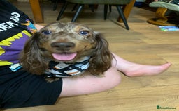 Miniature Dachshund dogs for sale: Adorable Longhaired Miniature Dachshund Puppies - Image 17