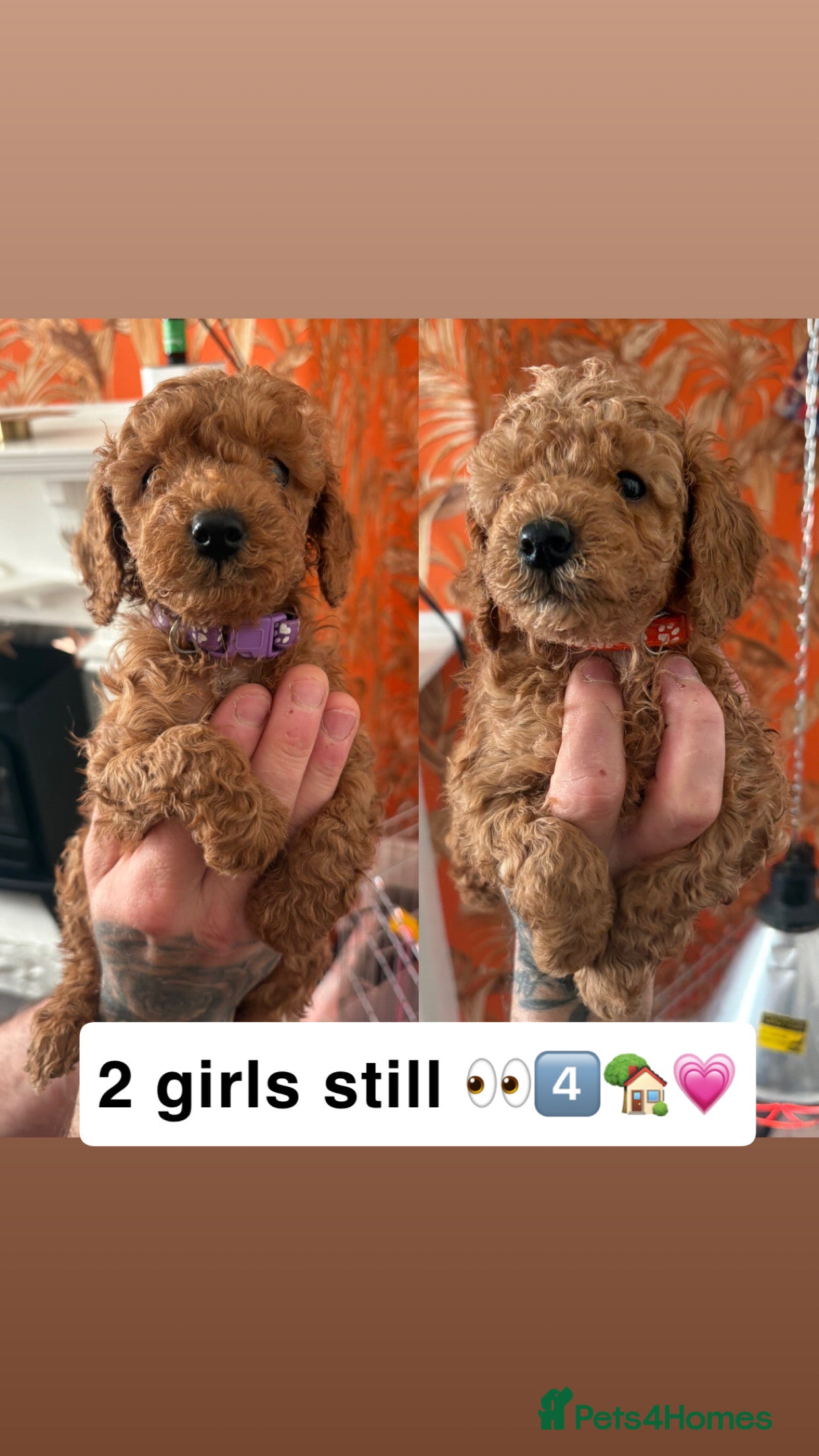 Cockapoo dogs Adorable Cockapoo puppies 🐶🐾 - Advert 14