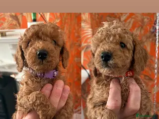 Cockapoo dogs Adorable Cockapoo puppies 🐶🐾 - Advert 9