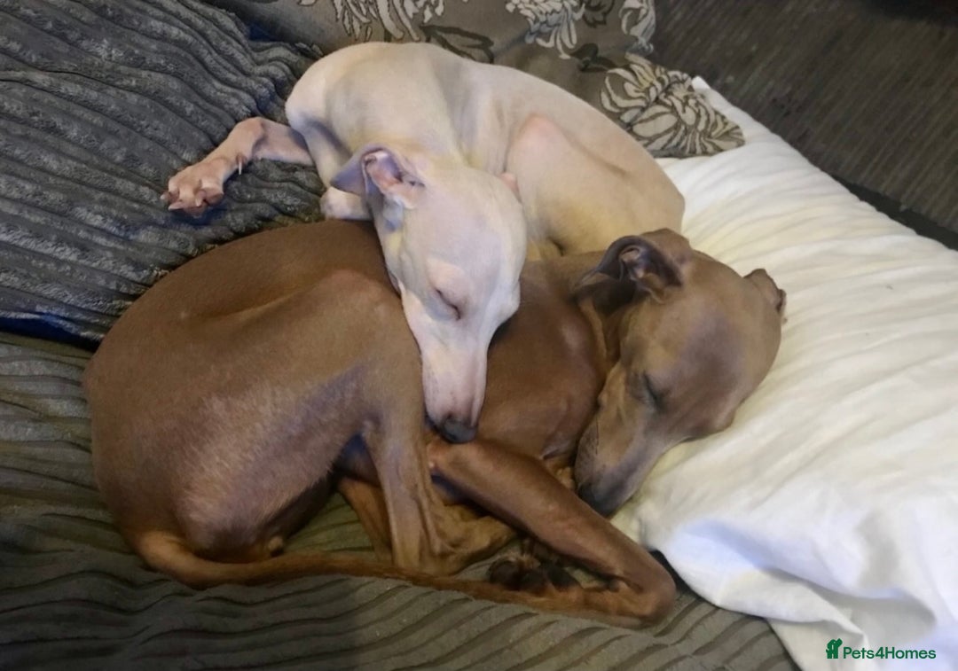 Italian Greyhound dogs for sale: Sad sale neutered italian greyhound adult sisters - Image 4