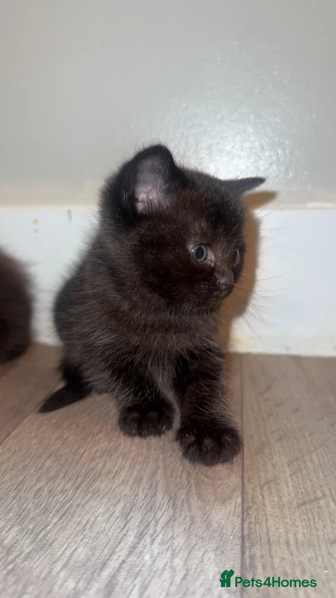 British Shorthair cats for sale:     Gorgeous British Shorthair Ragdoll Mix Kitten in London - Advert 28
