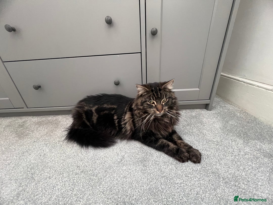 Maine Coon cats for sale: Maine Coon - Advert 10