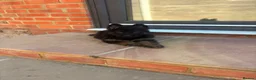 German Shepherd dogs for sale: German Shepherd Puppies  - Advert 10