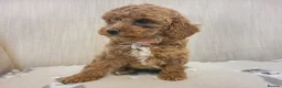 Cavapoo dogs for sale: Beautiful Red Cavapoo Puppies F1bb - Advert 5