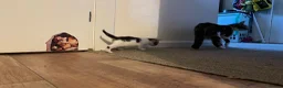 Domestic Shorthair cats for sale: Male kitten  - Advert 4