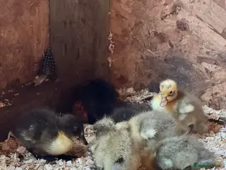 Ducks poultry Unsexed runner ducklings ducks - Advert 1